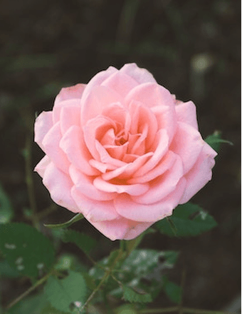 Jane C. Sweeney Obituary